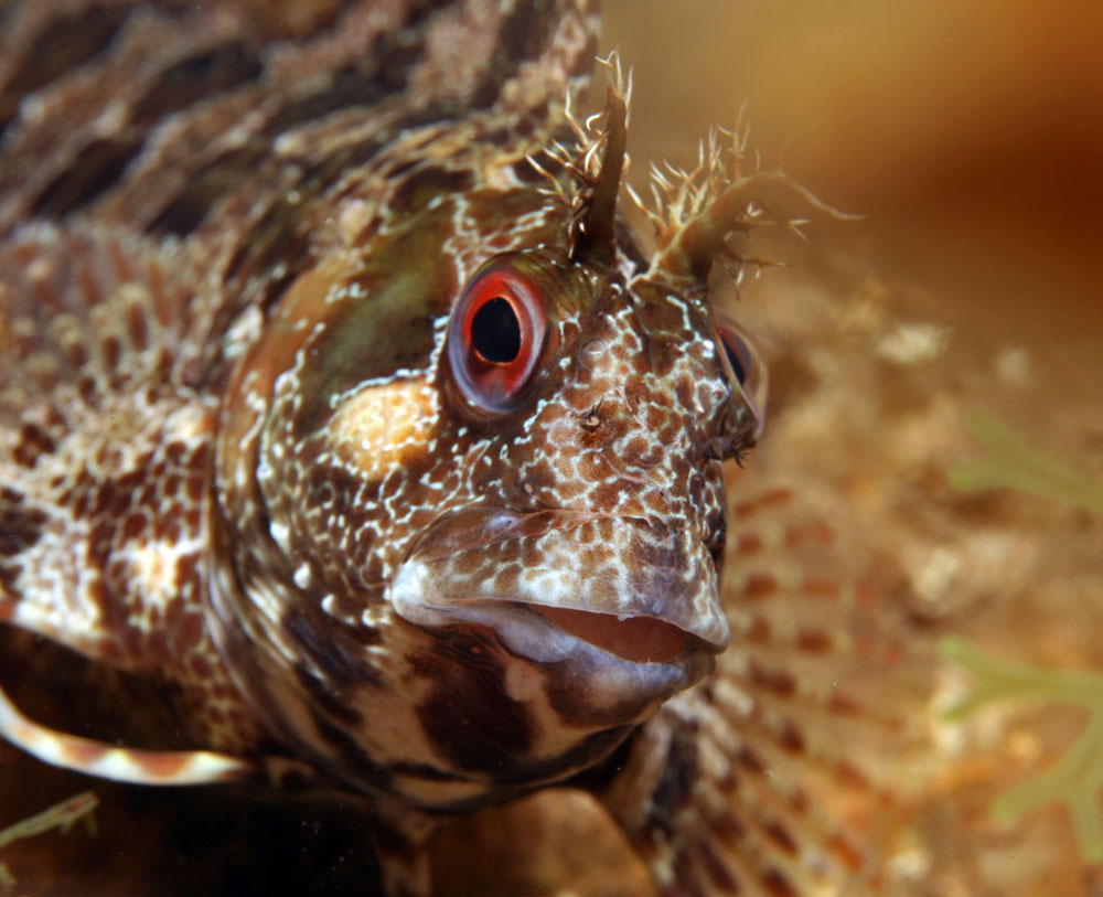 BLENNIIDAE (BAVOSE)